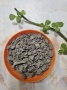 2026吸附•生物酶 •光触媒•净化器四大除味除甲醛技术优劣实测解析